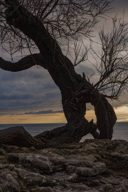 Tamerice, also called Tamarix. Typical plant of the coast of Livorno.They are also mentioned in the poem by Gabriele D'Annunzio The rain in the pine forest: ...