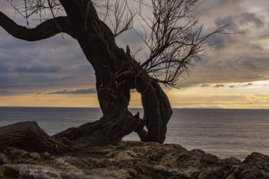 Tamerice, also called Tamarix. Typical plant of the coast of Livorno.They are also mentioned in the poem by Gabriele D'Annunzio The rain in the pine forest: ...