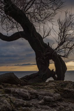 Tamerice, also called Tamarix. Typical plant of the coast of Livorno.They are also mentioned in the poem by Gabriele D'Annunzio The rain in the pine forest: ...