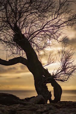 Tamerice, also called Tamarix. Typical plant of the coast of Livorno.They are also mentioned in the poem by Gabriele D'Annunzio The rain in the pine forest: ...