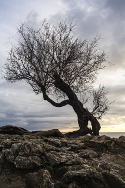 Tamerice, also called Tamarix. Typical plant of the coast of Livorno.They are also mentioned in the poem by Gabriele D'Annunzio The rain in the pine forest: ...