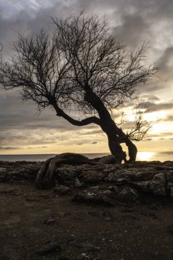 Tamerice, also called Tamarix. Typical plant of the coast of Livorno.They are also mentioned in the poem by Gabriele D'Annunzio The rain in the pine forest: ...