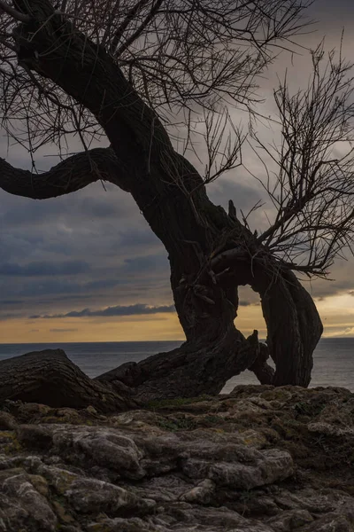 Tamerice, also called Tamarix. Typical plant of the coast of Livorno.They are also mentioned in the poem by Gabriele D'Annunzio The rain in the pine forest: ...