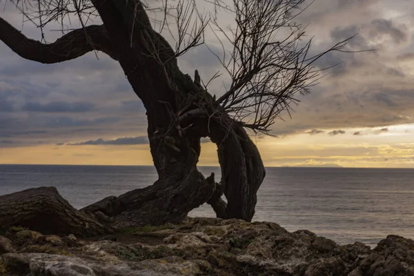 Tamerice, also called Tamarix. Typical plant of the coast of Livorno.They are also mentioned in the poem by Gabriele D'Annunzio The rain in the pine forest: ...