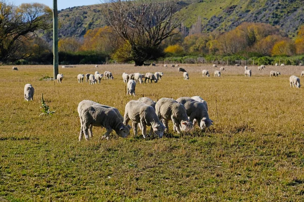 Πολλά Πρόβατα Δίπλα Στο Δρόμο Στο Νησί South Νέα Ζηλανδία — Φωτογραφία Αρχείου