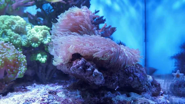 Vista submarina de un coral — Foto de Stock
