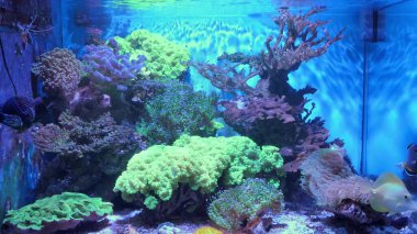 Bir mercanın sualtı görüntüsü