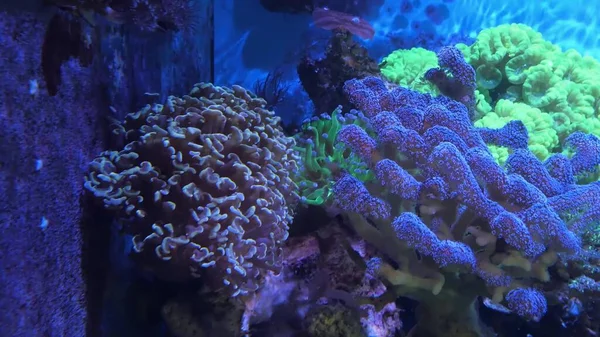 Vista submarina de un coral — Foto de Stock