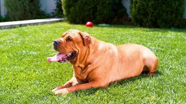 Cría de perros Burdeos Perro, Burdeos mastín, mastín francés, bullmasted se encuentra en el césped en la hierba verde en verano bajo el sol brillante —  Fotos de Stock