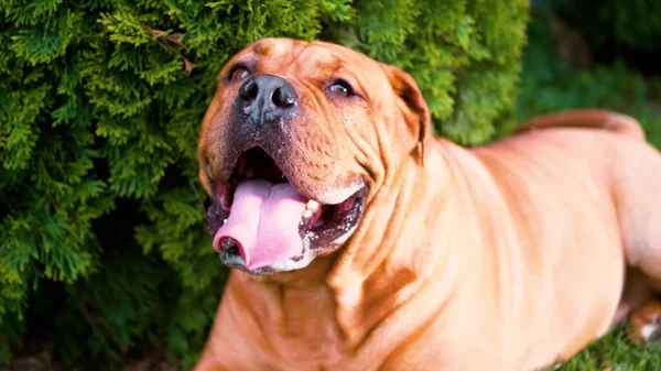 Dog breed Bordeaux Dog, Bordeaux Mastiff, French Mastiff, bullmasted lies on the lawn on the green grass in summer in bright sun — Stock Photo, Image