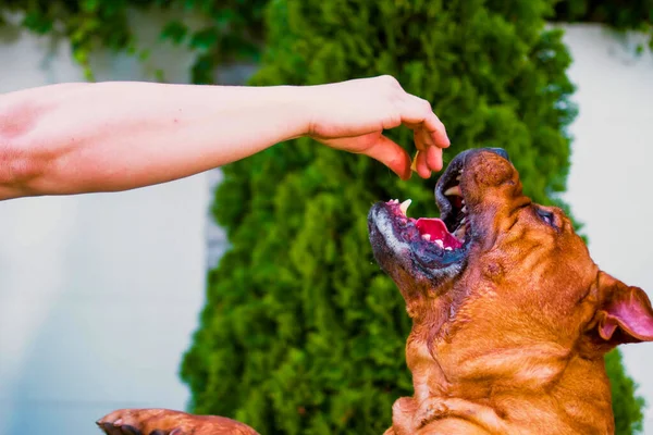 Köpek soyu Dogue de Bordeaux, Bordeaux mastifi, Fransız mastifi, bulmastesi yazın çimlerin üzerinde oynuyorlar parlak güneş altında sokakta.