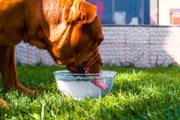 Dog breed Dogue de Bordeaux, Bordeaux mastiff, French mastiff, bullmastiff playing on the lawn on the green grass in summer in the bright sun on the street — Stock Photo, Image