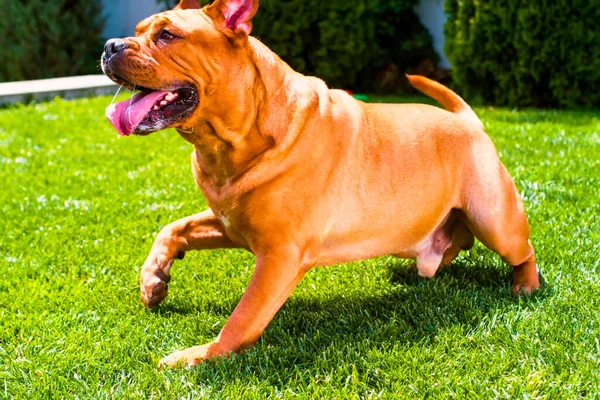 Cría de perros Dogue de Bordeaux, mastín de Burdeos, mastín francés, bullmastiff jugando en el césped en la hierba verde en verano en el sol brillante en la calle —  Fotos de Stock