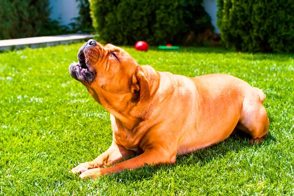 Cría de perros Burdeos Perro, Burdeos mastín, mastín francés, bullmasted se encuentra en el césped en la hierba verde en verano bajo el sol brillante —  Fotos de Stock