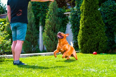 Köpek soyu Dogue de Bordeaux, Bordeaux mastifi, Fransız mastifi, bulmastesi yazın çimlerin üzerinde oynuyorlar parlak güneş altında sokakta.