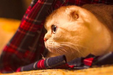 Bir kedinin yakın çekimi.