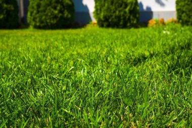 Çimenlerde yeşil bir yangın musluğu var.