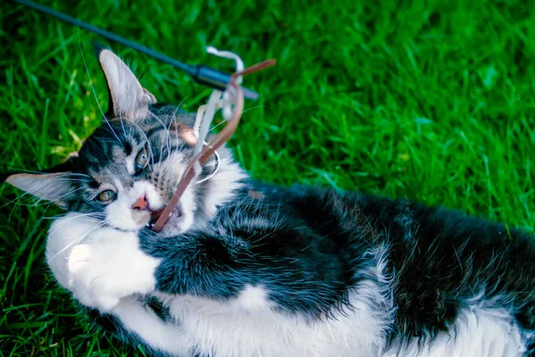 Un gato tirado en la hierba —  Fotos de Stock