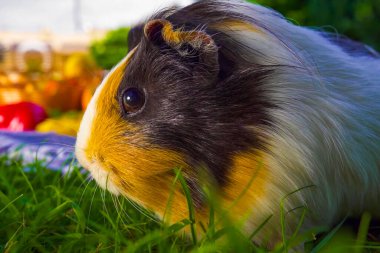 Kameraya bakan bir kemirgen.