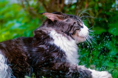Bir kedinin yakın çekimi.