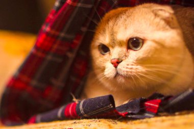 Sütlü kahve rengi bir kedi battaniyenin altında yatıyor.