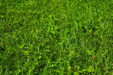 Yeşil Çimen Arkaplanı