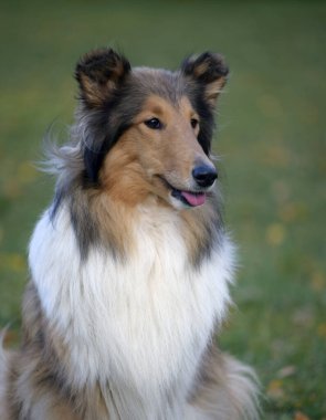 Avustralyalı çoban köpeği.