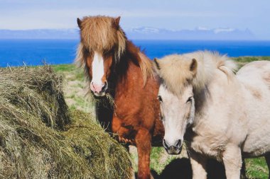 Kuru bir çim tarlasının üstünde duran bir at
