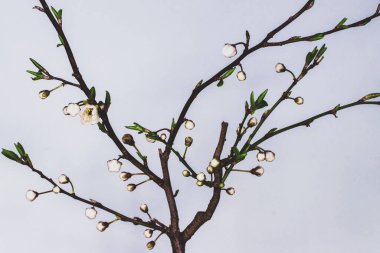 Ağaç dalına tünemiş küçük bir kuş