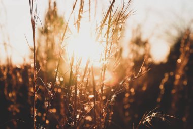 Biraz çimen yakın çekim