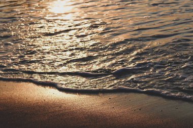 Sahilde, suyun yanında bir sürüngen.