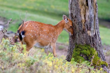 Çimlerin üzerinde duran küçük kahverengi bir hayvan.