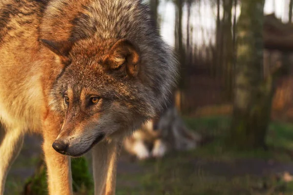 Çimlerin üzerinde duran büyük kahverengi bir ayı.