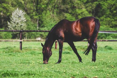 Kahverengi bir at yemyeşil bir alanda otluyor.