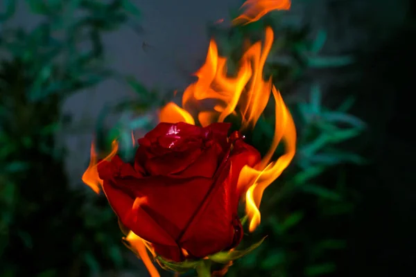 Bir oyuncağın yakın çekimi.