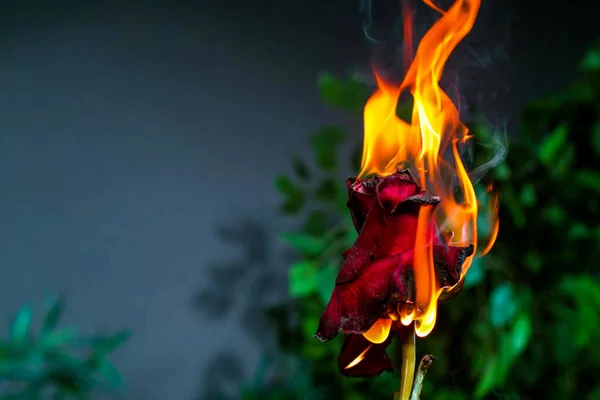 Bir yangına yakın çekim