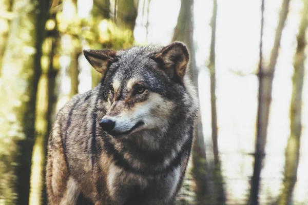 Kameraya bakan bir kurt.