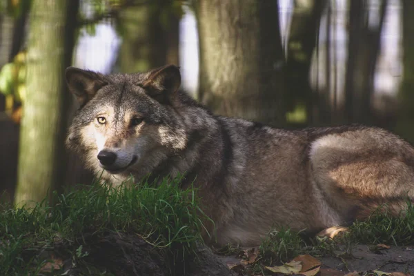 Kurdun önünde oturan bir köpek.