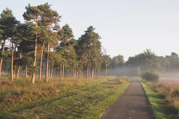Tren raylarında bir ağacın yanında ilerliyor.