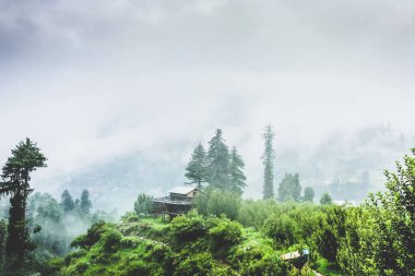 Ormandan çıkan dumanlı bir tren.