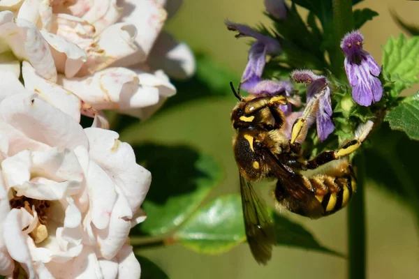 Close-up of a bee on a flower — Stock Photo, Image