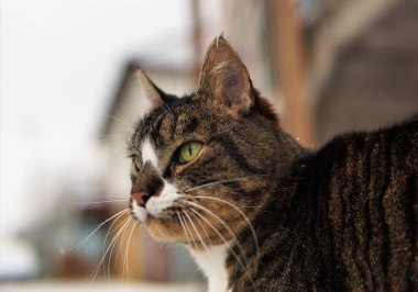 Bir kedinin yakın çekimi.