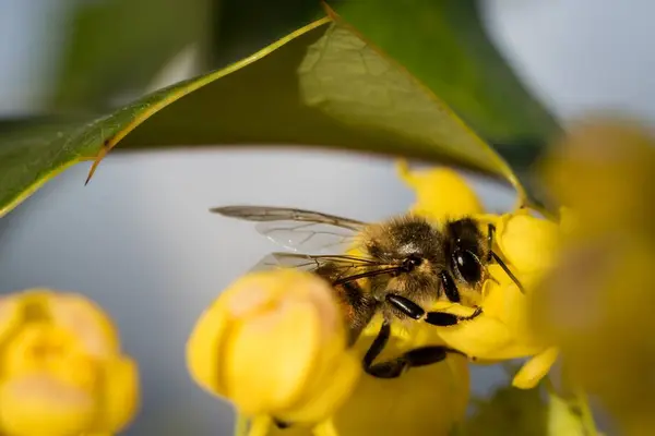 Close-up of a bee on a flower — Stock Photo, Image