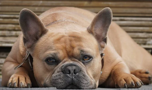 Bulldog francés miente, foto de cerca —  Fotos de Stock