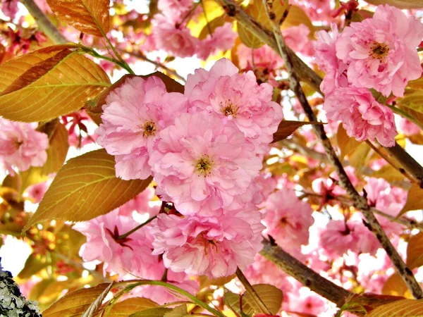 Cherry blossoms, garden plants, signs of summer, — Stock Photo, Image
