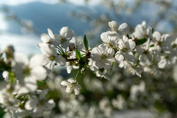 Almavirág, virág egy almafán — Stock Fotó