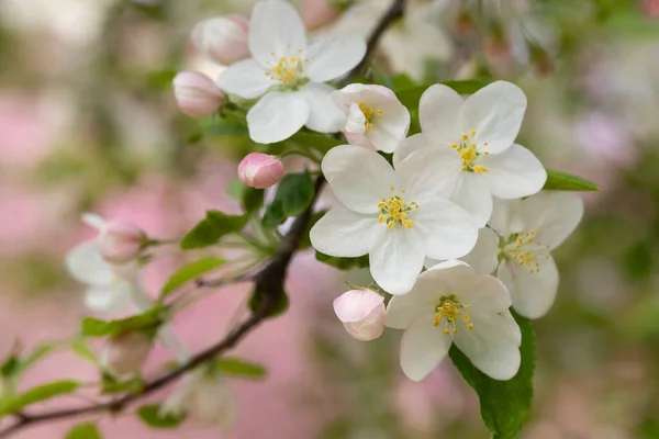 Almavirág, virág egy almafán — Stock Fotó