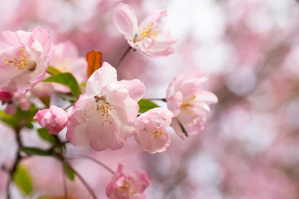 Apple blossoms, flowers on an apple tree — Stock Photo, Image
