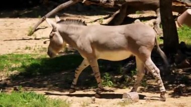 Eşek çimenlerde yürüyor.