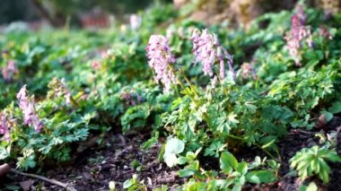 Bahçedeki bir bitki